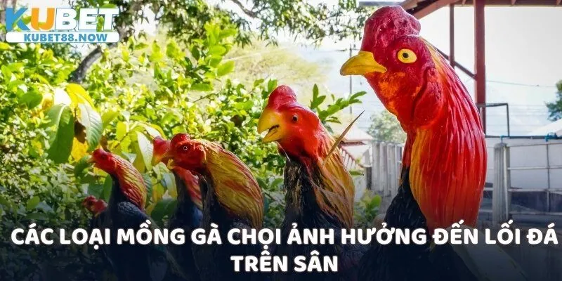 Các loại mồng gà chọi ảnh hưởng đến lối đá trên sân