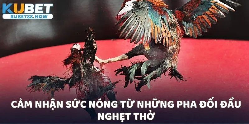 Cảm nhận sức nóng từ những pha đối đầu nghẹt thở