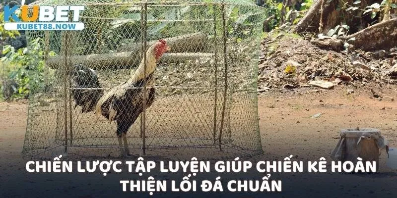 Chiến lược tập luyện giúp chiến kê hoàn thiện lối đá chuẩn