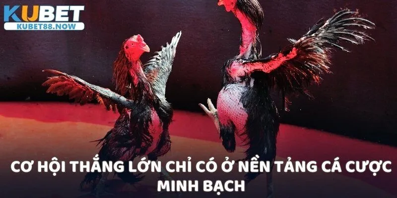 Cơ hội thắng lớn chỉ có ở nền tảng cá cược minh bạch