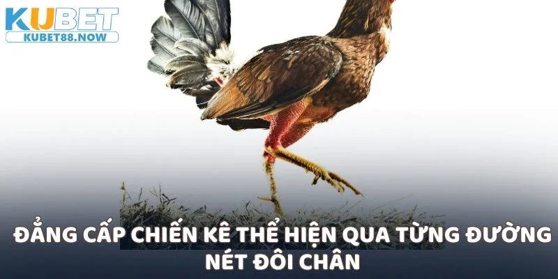 Đẳng cấp chiến kê thể hiện qua từng đường nét đôi chân