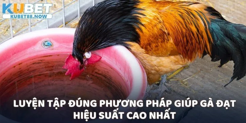 Luyện tập đúng phương pháp giúp gà đạt hiệu suất cao nhất