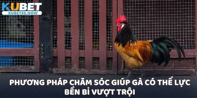 Phương pháp chăm sóc giúp gà có thể lực bền bỉ vượt trội