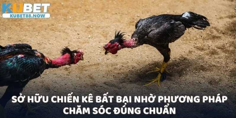 Sở hữu chiến kê bất bại nhờ phương pháp chăm sóc đúng chuẩn