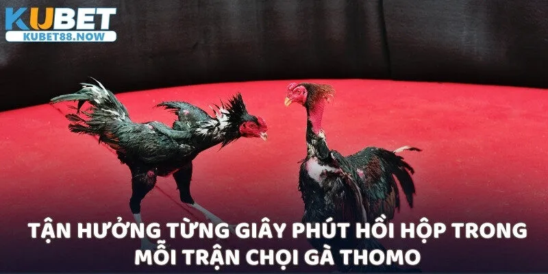 Tận hưởng từng giây phút hồi hộp trong mỗi trận chọi gà Thomo