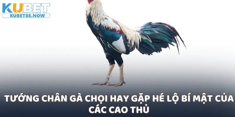 Tướng chân gà chọi hay gặp hé lộ bí mật của các cao thủ