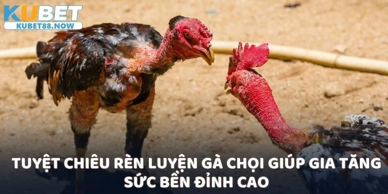 Tuyệt chiêu rèn luyện gà chọi giúp gia tăng sức bền đỉnh cao